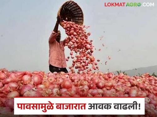 Kanda Bazaar Bhav: Chinchwad, Lal, Summer, who is eating the price? Read today's onion market price | Kanda Bajar Bhav : चिंचवड, लाल, उन्हाळ कोण खातंय भाव? वाचा आजचे कांदा बाजारभाव