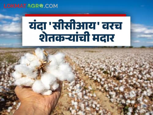 How will the waiver of import duty affect prices? Cotton farmers are worried | आयात शुल्क माफ केल्याचा दरांवर किती होणार परिणाम? कापूस उत्पादक शेतकरी चिंतेत