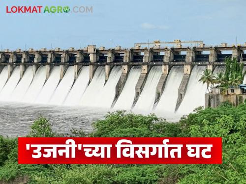 Rains ease, discharge decreases; Eight Kolhapur-style dams on Bhima river open, crop damage assessment begins | पावसाची विश्रांती विसर्गात घट; भीमा नदीवरील आठ कोल्हापूर पद्धतीचे बंधारे उघडे तर पीक नुकसानीच्या पंचनाम्याला सुरुवात