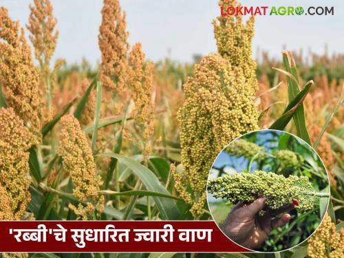 This year, planting these improved sorghum varieties in the Rabi season will be beneficial; will guarantee higher production | यंदा रब्बी हंगामात 'या' सुधारित ज्वारी वाणांची लागवड ठरेल फायद्याची; हमी असेल अधिक उत्पादनाची