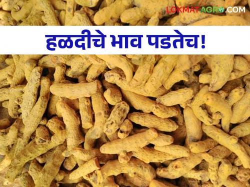 Turmeric Market Update Sant Namdev market yard, famous for turmeric, saw an increase in arrivals; However, the price of turmeric falls! | Turmeric Market Update हळदीसाठी प्रसिद्ध संत नामदेव मार्केट यार्डात आवक वाढली; हळदीचे भाव मात्र पडतेच!