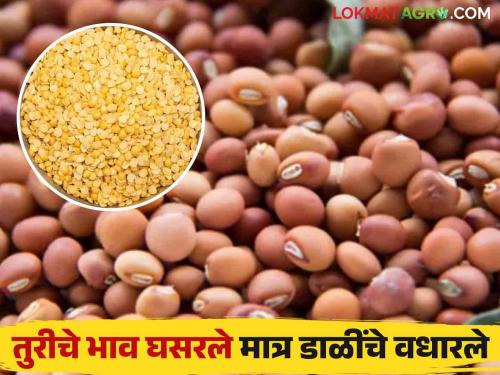 Pigeon Pea Market : An atmosphere of despair among farmers; Pipe prices fell; The price of pulses skyrocketed! | Pigeon Pea Market : शेतकऱ्यांमध्ये निराशेचे वातावरण; तुरीचे भाव घसरले; डाळींचे भाव मात्र गगनाला!