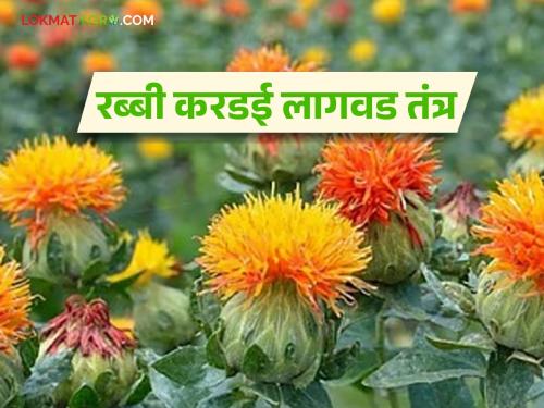 Learn about modern rabi cultivation techniques of safflower crop and solutions for increased production | जाणून घ्या करडई पिकाचे आधुनिक रब्बी लागवड तंत्र आणि अधिक उत्पादनाचे उपाय