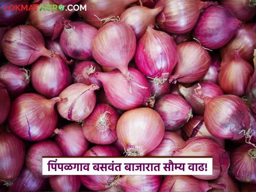 Kanda Bazaar Bhav: Mild increase in summer onion prices for 'Pimpalgaon Baswant'; Read today's onion market prices | Kanda Bajar Bhav : 'पिंपळगाव बसवंत'ला उन्हाळ कांदा दरात सौम्य वाढ; वाचा आजचे कांदा बाजारभाव