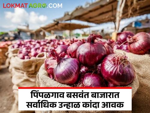 It's summer in Pimpalgaon Baswant Bazaar, while Solapur has the highest arrival of red onions; Read what the prices are | पिंपळगाव बसवंत बाजारात उन्हाळ तर सोलापूर येथे लाल कांद्याची सर्वाधिक आवक; वाचा काय मिळतोय दर