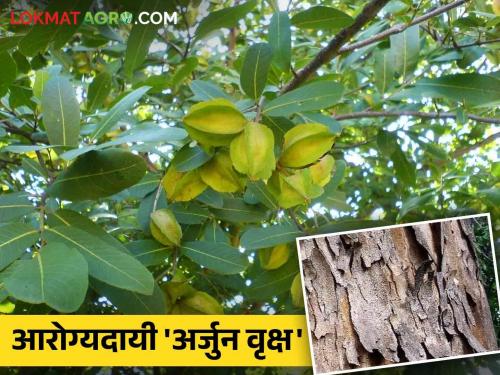 Health Benefits Of Terminalia Arjuna: You too will be surprised to read these health benefits of Arjuna tree! | Health Benefits Of Terminalia Arjuna : अर्जुन वृक्षाचे 'हे' एवढे आरोग्यदायी फायदे वाचून तुम्ही देखील आश्चर्यचकित व्हाल!