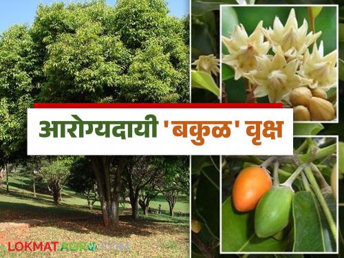 The medicinal tree of innumerable Ayurvedic importance Spanish cherry; the fruit, flowers, and leaves all have health benefits | अगणित आयुर्वेदिक महत्व असलेले गुणकारी बकुळ वृक्ष; फळ, फूल, पाने सर्वांचे आहेत आरोग्यदायी फायदे