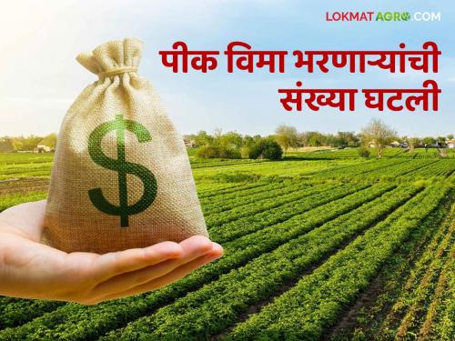 Crop Insurance: This year the number of farmers paying crop insurance has decreased, 17 lakh 14 thousand farmers have paid insurance | Crop Insurance : यंदा पीक विमा भरणाऱ्या शेतकऱ्यांची संख्या घटली १७ लाख १४ हजार शेतकऱ्यांनी भरला विमा