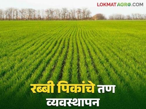 Rabi Crop Weed Management: Effective methods of weed control in Rabi crops | Rabi Crop Weed Management : रब्बी पिकांतील तण नियंत्रणाचे प्रभावी मार्ग