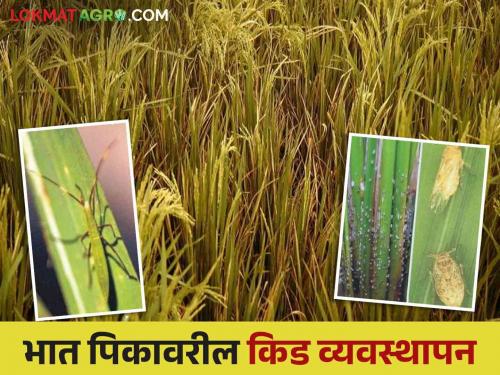 Rice Crop Management: Use 'these' methods to manage rice crop pests | Rice Crop Management : 'या' पद्धतींचा वापर करून करा भात पिकावरील किड व्यवस्थापन