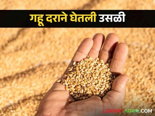 Wheat Market Update As soon as the arrival of wheat decreases in the market committees, the price took a bounce! | Wheat Market Update बाजार समित्यांमध्ये गव्हाची आवक घटताच दराने घेतली उसळी!