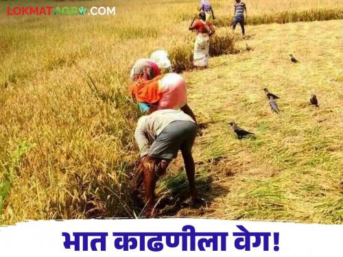 Paddy Harvesting Paddy harvesting speed in the Western Ghats | Paddy Harvesting : दिवाळीच्या लगबगीत पश्चिम घाटात भात काढणीला वेग!