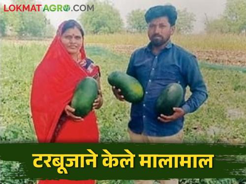 250 quintals produced in one acre, watermelon yielded 2.5 lakhs in 65 days | एका एकरात घेतले २५० क्विंटल उत्पादन, टरबूजाने ६५ दिवसांत दिले अडीच लाखांचे उत्पन्न