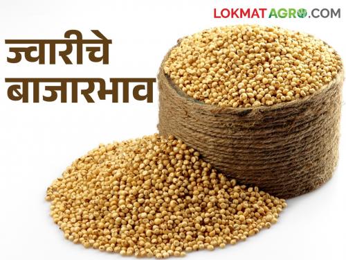 Maldandi, hybrid sorghum along with Shalu is getting a good price in the state | शाळूसह मालदांडी, हायब्रीड ज्वारीला आज राज्यात मिळतोय असा भाव