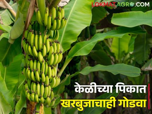 The sweetness of melon in the banana crop! Income of Rs.3 lakh from 21 tonnes | केळीच्या पिकात खरबुजाचाही गोडवा! २१ टनातून तीन लाख रुपयांचे उत्पन्न