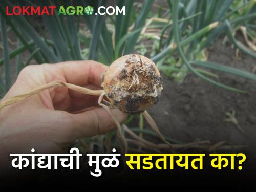 Is the onion plant dying with too much water? what will you do | जास्त पाण्याने कांद्याचं रोप मरतंय? काय कराल?