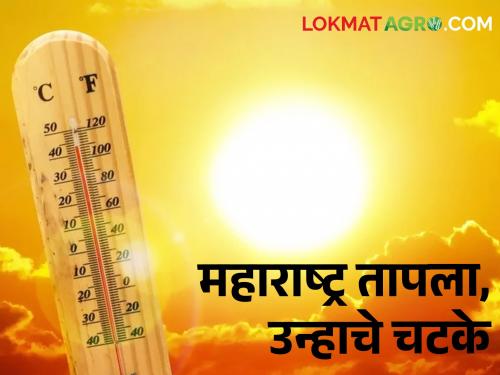 Temperature Alert: Vidarbha heats up, Marathwada, South Madhya Maharashtra heat up | Temperature Alert: विदर्भ तापला, मराठवाडा, दक्षिण मध्य महाराष्ट्रात उन्हाचा चटका वाढला