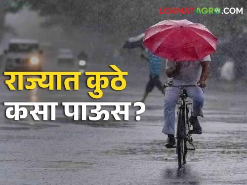 Rain Maharashtra: How will the weather be in the state for the next three days? Thunderstorm in these districts, only light showers here | Rain Maharashtra: पुढील तीन दिवस राज्यात कसे राहणार हवामान? या जिल्ह्यांत तुफान, इथे केवळ हलक्या सरी