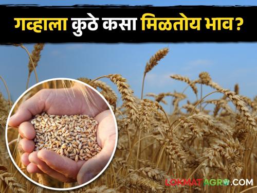 Sharbati wheat in Pune and bansi wheat in Chhatrapati Sambhajinagar | पुण्यात शरबती गव्हाला तर छत्रपती संभाजीनगरमध्ये बन्सी गव्हाला असा मिळतोय भाव