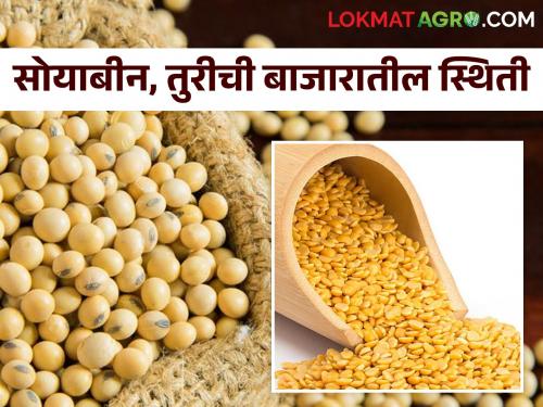 Market Rates Last season's soybeans, cotton, turi inflow decreased! How much is the rate? | Market Rates : मागच्या हंगामातील सोयाबीन, कापूस, तुरीची आवक घटली! किती मिळतोय दर?