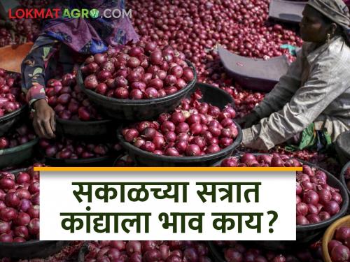 Onion Market today: 39722 quintals of onion inflow in the morning session in the state, what is the price? | Onion Market today: राज्यात सकाळच्या सत्रात ३९७२२ क्विंटल कांद्याची आवक, काय मिळतोय भाव?