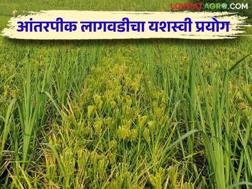 A successful experiment of intercropping in sugarcane, a farmer planted this variety in Shahuwadi | उसात आंतरपीक लागवडीचा यशस्वी प्रयोग, शाहूवाडीत शेतकऱ्याने या वाणाची केली लागवड