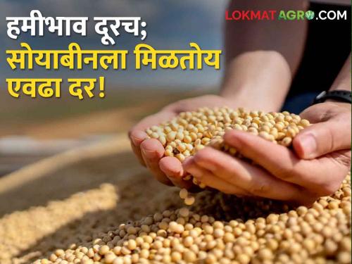 Soybean Bajarbhav : Cultivation on one hand and last season sale on the other! How much is the price of soybeans? | Soybean Bajarbhav : एकीकडे लागवड तर दुसरीकडे मागच्या हंगामातील विक्री! सोयाबीनला किती मिळतोय दर?