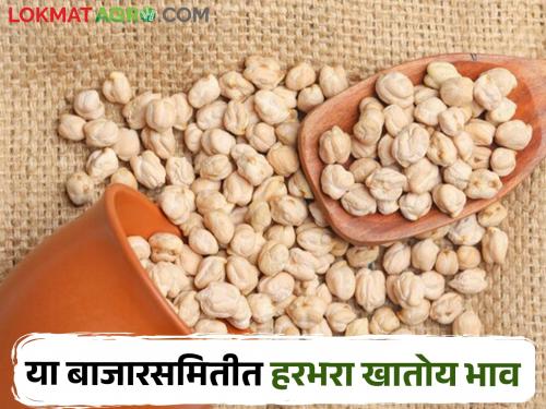 Price of eating gram in Pune, where and how to get the price? | पुण्यात हरभरा खातोय भाव, कुठे कसा मिळतोय भाव?