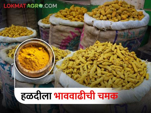 Turmeric Market: Brightening of Turmeric Price Hike; Inflow of 3200 quintals in market yard | Turmeric Market: हळदीला भाववाढीची चमक; मार्केट यार्डात ३२०० क्विंटलची आवक