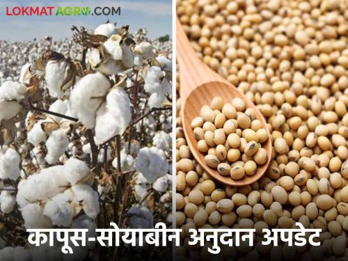 maharashtra agriculture cotton and soybean Producer subsidies farmer get money | कापूस सोयाबीनचे अनुदान 'एवढ्याच' शेतकऱ्यांना मिळाले; उरलेल्या शेतकऱ्यांचे काय? वाचा सविस्तर