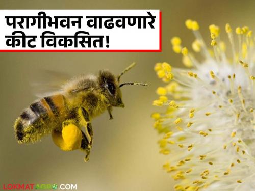 ICAR's Flower Research Centre develops insect that increases pollination in flowers! | ICARच्या फूल संशोधन केंद्राकडून फुलांमध्ये परागीभवन वाढवणारे किट विकसित!