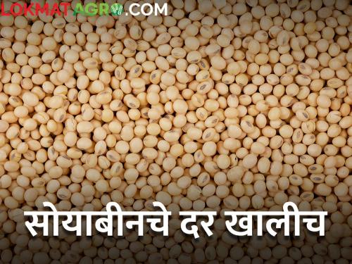 maharashtra agriculture farmer market yard todays soybean rates price | सोयाबीनचे दर काय वर येईनात; आज किती मिळाला दर?