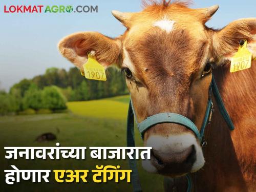 Ear Tagging: Air tagging of livestock will also be done in animal markets; An initiative of the Department of Animal Husbandry | Ear Tagging : जनावरांच्या बाजारातही होणार आता पशुधनांची एअर टॅगिंग; पशुसंवर्धन विभागाचा पुढाकार