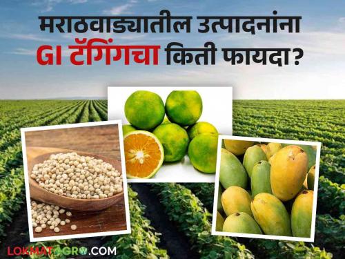 GI Taggingmaharasshtra agriculture product Shocking Geographical classification only in name? Registered producers in Marathwada zero | GI Tagging: धक्कादायक! भौगोलिक मानांकन फक्त नावाला? मराठवाड्यातील नोंदणीकृत उत्पादक शून्य!