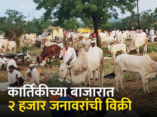 Karthiki's turnover of two crores in the market, Kapila cow became the subject of attraction | कार्तिकीच्या बाजारात दोन कोटींची उलाढाल, काळी कपीला ठरली आकर्षणाचा विषय