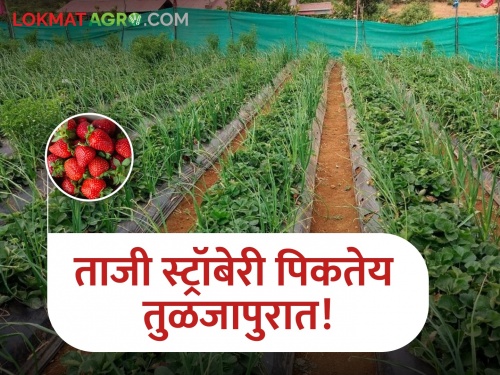 Fresh strawberries are growing now in Tuljapur! Successful experiment in 12 clusters | ताजी स्ट्रॉबेरी आता पिकतेय तुळजापुरात! १२ गुंठ्यात यशस्वी प्रयोग