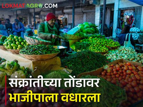 On the eve of Sankranti, the prices of vegetables increased, the prices of green beans and brinjals increased | संक्रांतीच्या तोंडावर भाजीपाल्यांचे भाव वधारले, शेवगा शेंग व वांग्यांचे वाढले दर