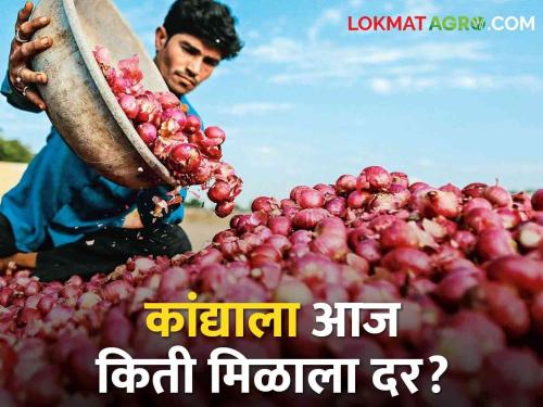 maharashtra market yard Onion Bajarbhav does not get guaranteed price anywhere Where did you get the price MSP Rates | Onion Bajarbhav : कांद्याला कुठेच मिळेना उत्पादन खर्चाएवढा दर! आज कुठे किती मिळाला भाव?