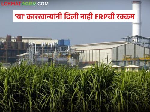 Sugarcane season is over FRP amount still outstanding with 'these' factories | उसाचा हंगाम संपत आला! 'या' कारखान्यांकडे FRPची रक्कम अजूनही बाकीच