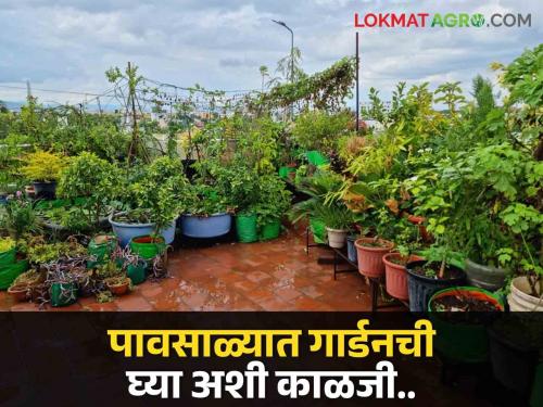 gardening tips: How to take care of trees in rainy season? | gardening tips: पावसाळ्यात झाडांची काळजी कशी घ्यावी?