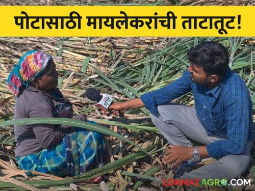 pune sugarcane cutting worker education and health issue mother and son distance | माय उसतोडीसाठी पुण्यात, लेकरू पोटासाठी गडचिरोलीत; मायलेकरांची अशीही ताटातूट