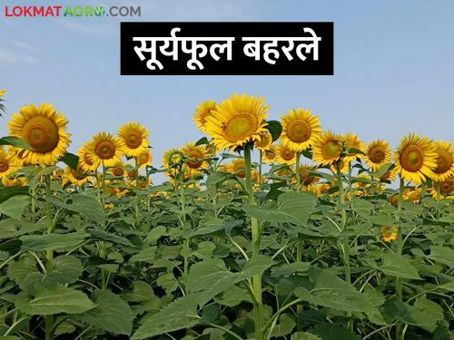 Sunflowers bloomed; Farmers hope to get a good price, what is the current price? | सूर्यफूल बहरले; शेतकऱ्यांना चांगला भाव मिळण्याची आशा, सध्या काय मिळतोय दर?