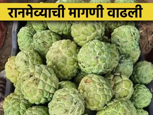 Demand for wild fruits of Dharur has increased. Research, processing center announced by the state government is in the air | रानमेव्याची मागणी वाढली, राज्य शासनाने जाहीर केलेले संशोधन प्रक्रिया केंद्र हवेतच