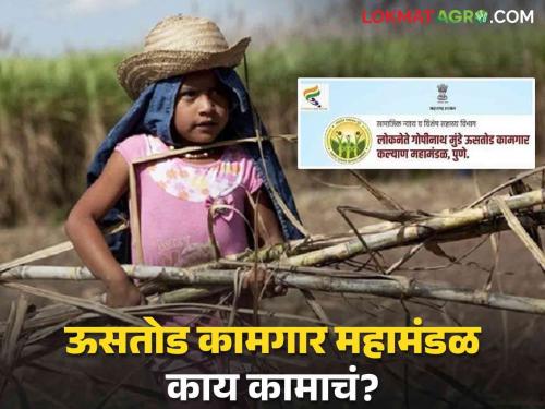 Sugarcane workermaharashtra Ustod Kamgar mahamandal Corporation established in 2019, doing Registrations also stopped | Sugarcane : २०१९ साली स्थापन झालेलं उसतोड कामगार महामंडळ नेमकं काय करतंय? नोंदण्याही रखडल्या