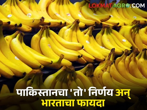 Pakistan banana export banned decision will be beneficial to India's banana farmers Read detail | पाकिस्तानचा 'तो' निर्णय भारताच्या केळी उत्पादक शेतकऱ्यांना फायद्याचा ठरणार! वाचा सविस्तर