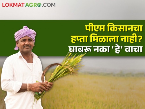 2 lakh farmers in the state did not get the benefit of PM Kisan and Namo Shetkari Mahasanman Fund | राज्यातील २ लाखांहून अधिक शेतकरी पीएम किसान योजनेसाठी अपात्र; 'हे' करा