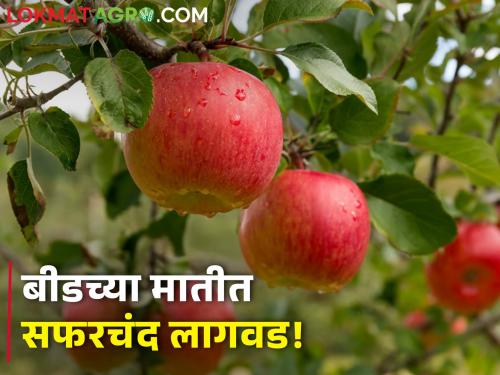 Planting apples in seed soil! A brave experiment of a Marathwada farmer | बीडच्या मातीत सफरचंद लागवड! मराठवाड्याच्या शेतकऱ्याचा धाडसी प्रयोग