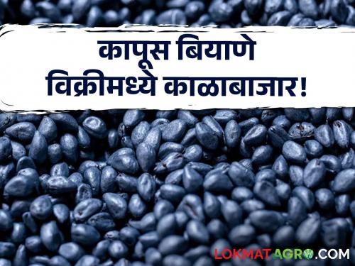 maharashtra farmer cotton seed selling fraud bill 860 rs but costing 1100 to 1800 farmer | बियाणांसाठी ११०० ते १८०० रूपये; बिल मात्र ८६० रूपयांचं; कापूस बियाणे विक्रीत काळाबाजार! | Cotton Seed Selling Fraud