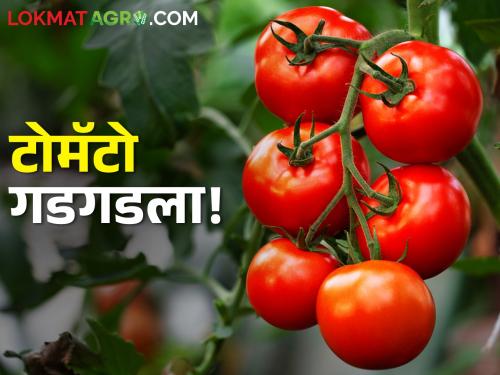 What is the current price of tomatoes? Per quintal only... | टोमॅटोचे सध्या काय चाललेत भाव? क्विंटलमागे केवळ...