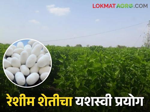 latest News Good income in three weeks, successful sericulture of farmers in Wardha district | Success Story : तीन आठवड्यात चांगलं उत्पन्न, वर्धा जिल्ह्यातील शेतकऱ्यांची यशस्वी रेशीम शेती 